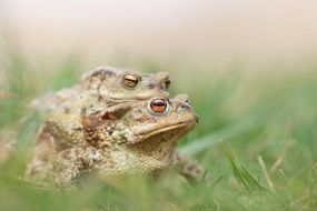Mating green Frogs in grass