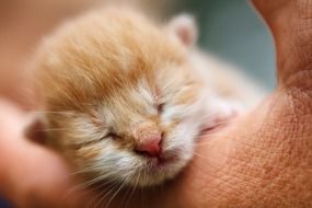 Adorable Baby Cat sleeping face