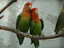pair of colorful parrots on the pole