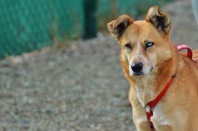 red domestic dog