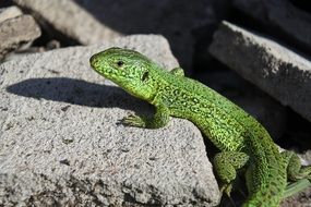 green lizard climbs on the stone