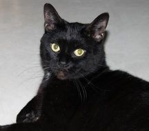 domestic black cat with yellow eyes