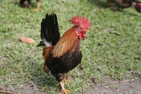 black and red Cock stands on grass close-up on a blurred background