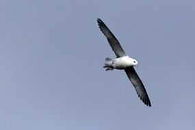 seagull flies with open wings on a sky