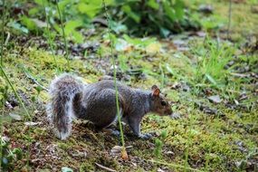 gray squirrel rides on the forest cover