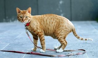 yellow cat with a red collar