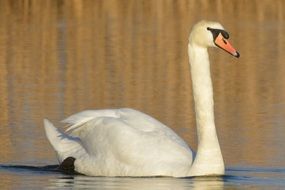 swimming whooper swan