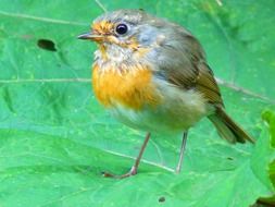 beautiful Bird Robin