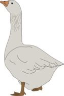 illustration of the grey Goose