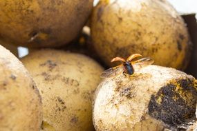 Ladybug on the Potato