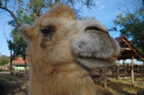 portrait of happy Camel Face