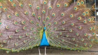 peacock with tail like a wheel
