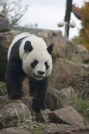 panda in the wild