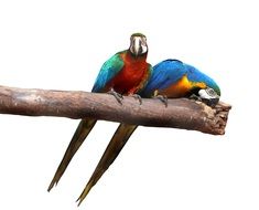 Macaws on the tree