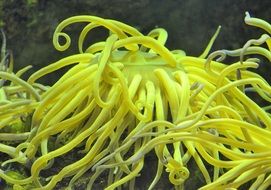 picture of the yellow coral