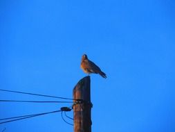 bird on a high-voltage pole against the blue sky