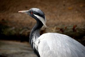 black and white heron in the wild