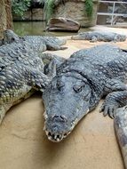crocodiles on the shore