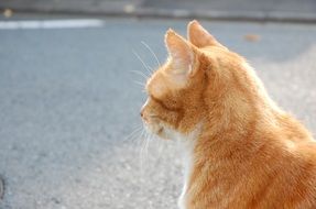 Sitting cat on the roadside