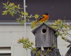 bright bird on a wooden birdhouse