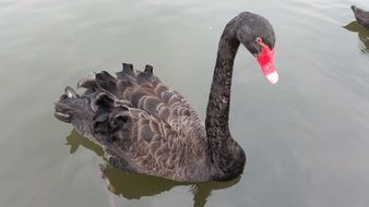 elegant black swan with a black beak in the lake