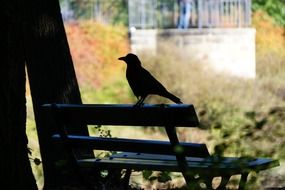 black raven on a park bench