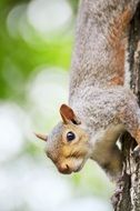 hanging upside down squirrel