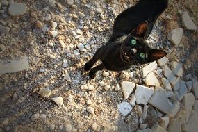 black cat with bright green eyes