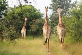 running giraffes in nature of a africa