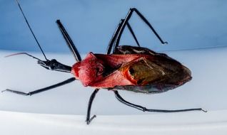 Sycanus, red beetle with black head