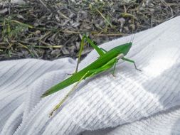 green grasshopper on the white fabric