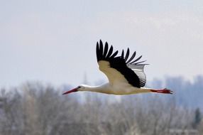 landscape of beautiful stork in the sky above the town