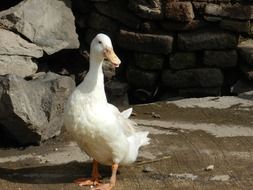 Picture of white domestic Duck