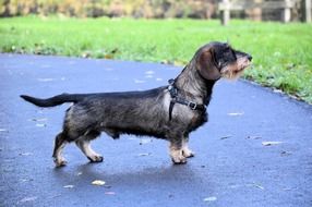 Cute Dachshund Puppy