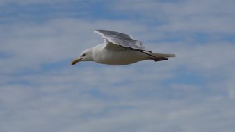 awesome Bird