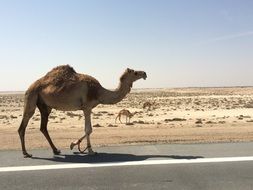 Camels in Emirates