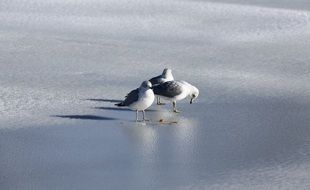 Three seagulls on the beach