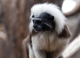 Portrait of Tamarind Pinche Monkey