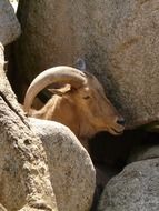 wild goat among the stones