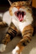 Yawning feline