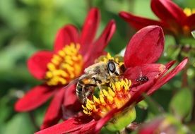 hoverflies on the garden flower