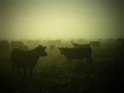Cattle herd on pasture in mist