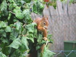 red squirrel in a garden