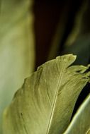 feathers of a bird close up