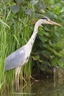 foraging heron