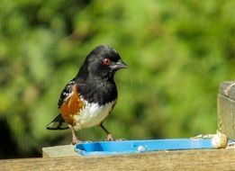 Spotted Towhee Sparrow close-up on blurred background