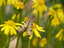 Fauna Scorpionfly Insect