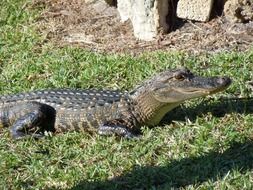 young crocodile on green grass