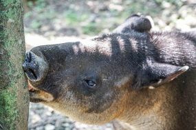 tapir near a tree trunk