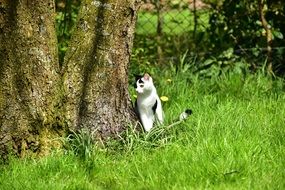 black and white playful cat